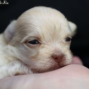 Imrie - Cream male Mi-Ki puppy in Elizabeth, Colorado from Royal T Mi-Kis