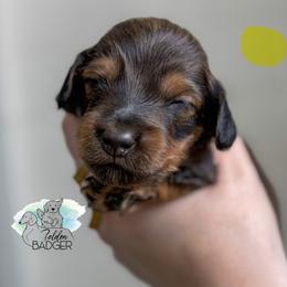 Yellow Collar - Red female Dachshund puppy in Cheyenne, Wyoming from Golden Badger Kennels
