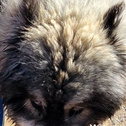 Sarge - Siberian Husky