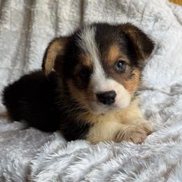 Xaden blue - Black and tan male Pembroke Welsh Corgi puppy in Sanford, Michigan from Tambali Pembroke Welsh Corgis