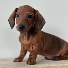 Short cake - Red female Dachshund puppy in Crystal, Michigan from Mare-Bella Smoothcoat Edition