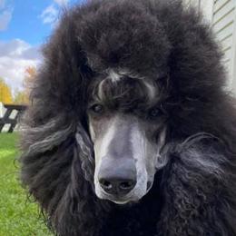 Poodles from High Desert Standard Poodles