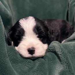 Opie - Black and white male Aussiedoodle puppy in Missouri from Mini AussieDoodles on Meadow Lane