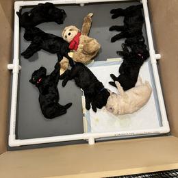 Poodle Puppies from The Rad Poodles
