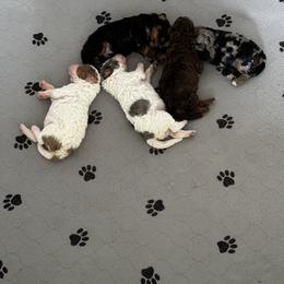 Bernedoodle, Cockapoo, and Goldendoodle Puppies from Avery Doodle Day LLC
