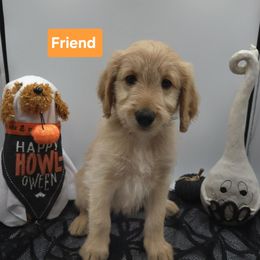Orange - Apricot female Goldendoodle puppy in Summerville, South Carolina from Channys Doodles