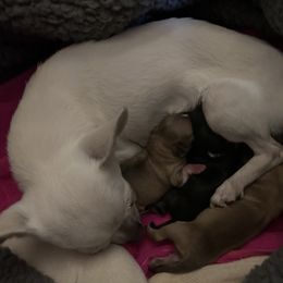 Chihuahua, Great Dane, and Pembroke Welsh Corgi Puppies from California Dreaming