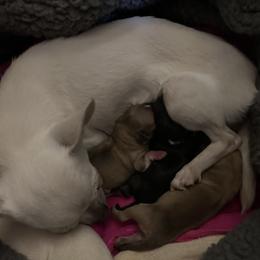 Chihuahua, Great Dane, and Pembroke Welsh Corgi Puppies from California Dreaming