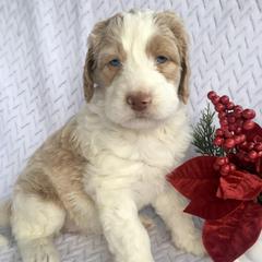 Girl 3 - female Australian Mountain Doodle puppy in Blairstown, Missouri from Shepherd Hill Doodles