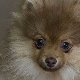 Pomeranians from Pom