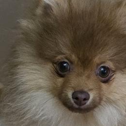 Pomeranians from Pom