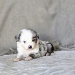 Walnut - Blue merle male Miniature Australian Shepherd puppy in Killen, Alabama from Wilkers Wholehearted Mini Aussies