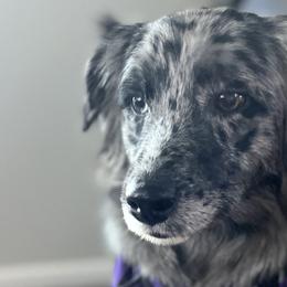 Australian Shepherds from Aussie Angels