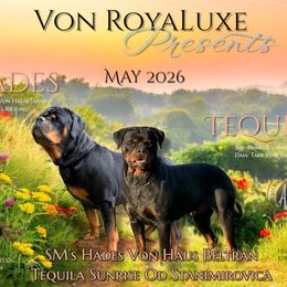 Rottweiler puppies from Von RoyaLuxe Rottweilers