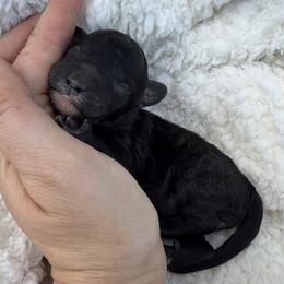 Vulpix - Black female Bordoodle puppy in Canfield, Ohio from Poo's Doo's & Inu's