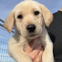 Boy 5 - male Labrador Retriever puppy in Britton, South Dakota from FR Labs
