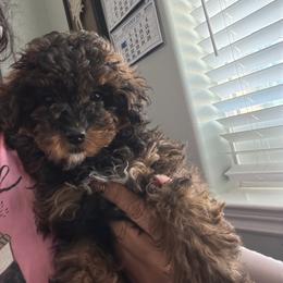 Lady Skittles - Black & tan tri-color female Maltipoo puppy in Southern,, California from Maltipoo Tiny Pups & More