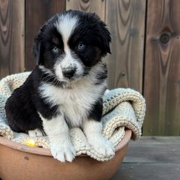 Arlo Brhlmaier - Black tri-color male Australian Shepherd puppy in Statesville, North Carolina from Charming Australian Shepherds