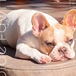 Nova - French Bulldog