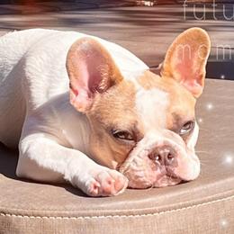 Nova - French Bulldog