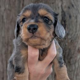 Stella - Dapple female Dachshund puppy in Unadilla, Georgia from Hamsley's Puppy Palace