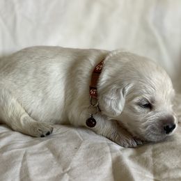 Mr. Brown - Light golden Golden Retriever puppy in Conroe, Texas from Golden Keys Kennels