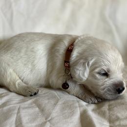 Mr. Brown - Light golden Golden Retriever puppy in Conroe, Texas from Golden Keys Kennels