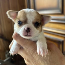 Light blue - Sable spotted white male Chihuahua puppy in Isanti, Minnesota from Happy Little Chihuahuas