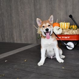 Ranger - Sesame male Shiba Inu puppy in Arcola, Illinois from Highline Puppies