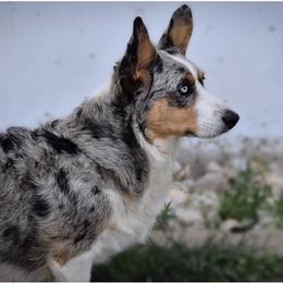 Zoe - Cardigan Welsh Corgi
