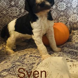 Poodle Puppies from 406 Poodles