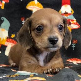 Marge 2K plus fee CKC - Red female Dachshund puppy in Cowen, West Virginia from Bennett Babies