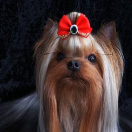 Alice - Yorkshire Terrier