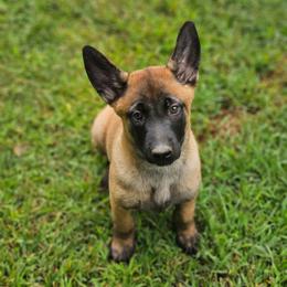 Green collar - Fawn male Belgian Malinois puppy in Bolton, Connecticut from du Val du Bois Malinois