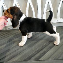 Beagle Puppies from Lazy G Kennels