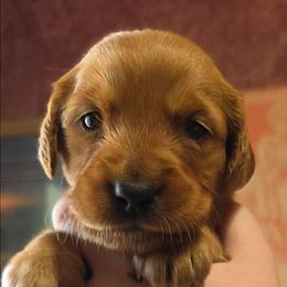 Free Bird - Dark golden female Golden Retriever puppy in Princeton, Minnesota from Bewitched Goldens