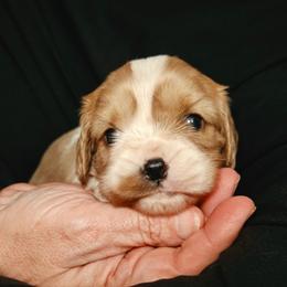 Girl 1 - Blenheim female Cavalier King Charles Spaniel puppy in Sparta, Georgia from Southern Edge Kennel