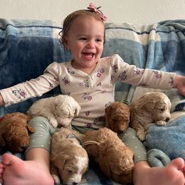 Sheepadoodle puppies from Draper Mountain Doodles