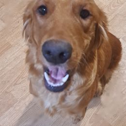 Halley - Golden Retriever