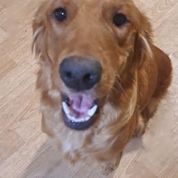 Halley - Golden Retriever