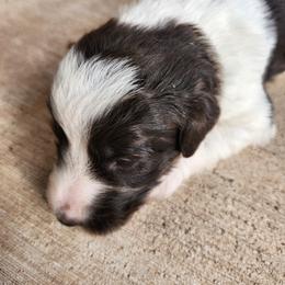 Garnet - White and black female Bordoodle puppy in New Oxford, Pennsylvania from The Weekend Farm