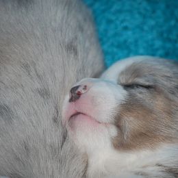 Cardigan Welsh Corgi Puppies from Aramora Cardigan Welsh Corgis