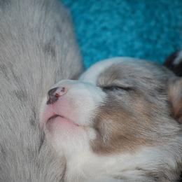 Cardigan Welsh Corgi Puppies from Aramora Cardigan Welsh Corgis