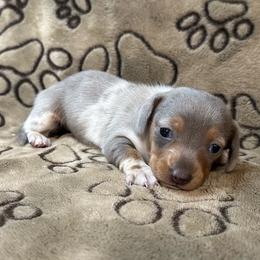 Blue Dapple - Dapple female Dachshund puppy in George West, Texas from Rockin M Kennel