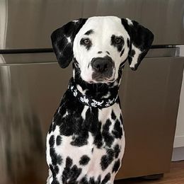 Dalmatians from Adirondack Dalmatians