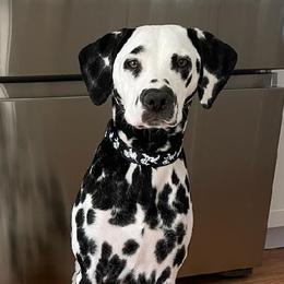 Dalmatians from Adirondack Dalmatians