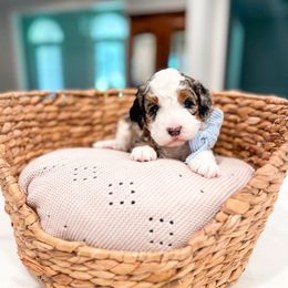 Mule - Merle male Bernedoodle puppy in Sulphur, Louisiana from Curly Q’s Of Carlyss