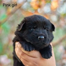 Border Collie and German Shepherd Puppies from Von Guadachi Working Dogs