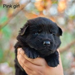 Border Collie and German Shepherd Puppies from Von Guadachi Working Dogs