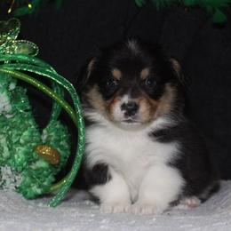 Cooper Cup - Black and tan male Pembroke Welsh Corgi puppy in Washington from Castle View Royal Rumps